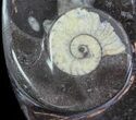Fossil Orthoceras & Goniatite Plate - Stoneware #62465-2
